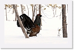 capercaillie metso_3089 * 1899 x 1181 * (1.22MB)